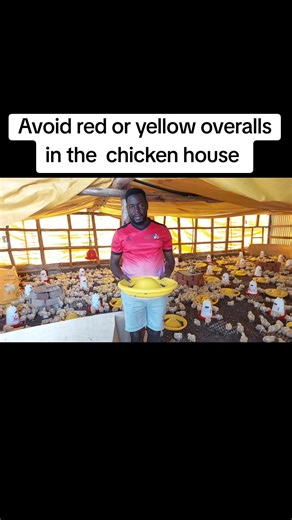 Why Chickens Are Drawn to Red and Yellow Colors