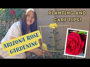 How to Grow Roses in Arizona? Planting, Growing, and Blooming Success!