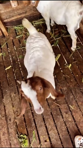 336 reactions · 8 comments | Quality Boer Goat Offsprings — Strong,...