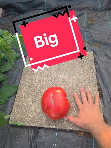 let's grow them bigger this year. #garden #grow #vegtables #food
