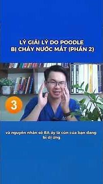 Ôi Thôi! Chó Poodle Chảy Nước Mắt Do Nguyên Nhân Gì (Phần 2) | Bác Sĩ Trung