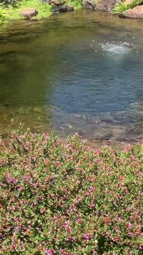 Ponds change with the seasons #ozponds