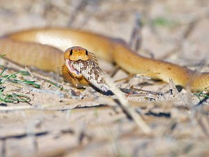Snake Showdown At Langebaan Lagoon As Cape Cobra Swallows Puff Adder [Watch]