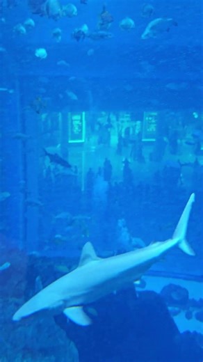 Have u seen these creatures up this close #dubaimall #marinelife #dubai #uae #weirdcreatures