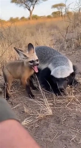 This Screaming Baby Fox Stopped Everything 😢 | Real Rescue HD #BatEaredFox#HoneyBadger#WildlifeResc
