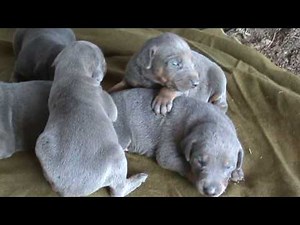 Blue Doberman Pinschers (16 days)
