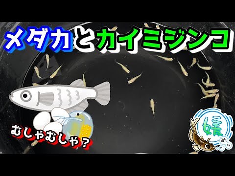 About medaka and ostracods: Do they eat the eggs or not? [Hime medaka/ostracod/ostracod]