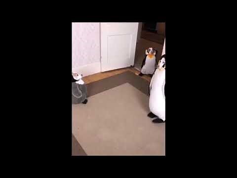 dogs with penguin costume