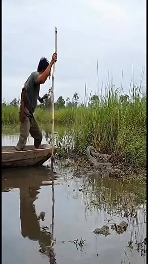 Meet Died Python #explorepage #python #snake #foryoupageシ #wildlife #florida #fyp | Dany Sann