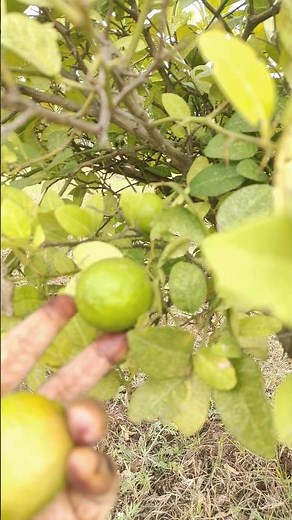 Ap logo ki language mei lemon ko.kya kehte hain #shorts #lemon #villagerlifestyle #village