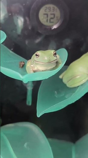 white tree frog croaking. baby whites tree frog male