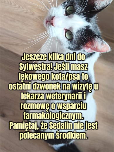 Chwila oddechu po świętach..Zadbaj o komfort swojego kota i psa przed Sylwestrowymi hałasami 🙏 są opcje wsparcia farmakologicznego, ale zostawianie tego na ostatnią chwilę nie jest mądre. Już jest póżno, więc jeżeli masz lękowe zwierzę wizyta u lekarza weterynarii nie powinna być odwlekana #kociara #kot #kocieżycie #koty1 #kotki