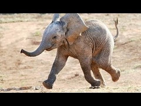 Lustige Tiere: Elefanten [Neues HD Video April 2014]