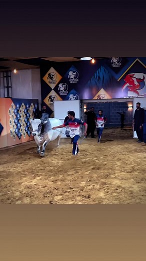 D CATTLE FARM 🔥PRESENTS 💢 🤍🖤MR.V8🤍🖤THE BIGGEST V8 IN THE TOWN💥💥THE DEMANDING V8 ✨🥰MASHAA ALLAH 🥰ALHAMDULILLAH ❤️FOR DETAILS/03319290088 | D Cattle Farm