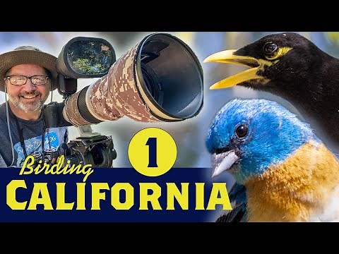 Birding Northern California - Part 1: Bird Photography Oak Foothills The Valley