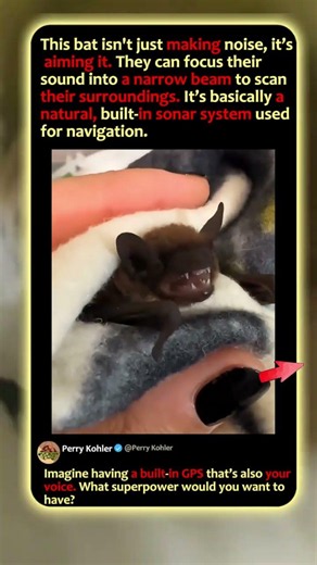 The Natural Sonar System Of A Bat 🔊 #Nature #Wildlife #Science