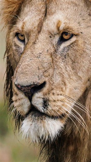Tourfull Expeditions on Instagram: "A lioness enjoying her meal with hyena desperately watching its only matter of time before the mobilize themselves and snatch her meal BOOK WITH US A PERFECT FAMILY PACKAGE 9 DAYS WILDLIFE SAFARI AND ZANZIBAR BEACH HOLIDAY A safari with us is more than just a trip, it’s journey filled with unforgettable moments from the moment you arrive, our expert guides ensure every game drive is exciting informative and safe You’ll stay in the finest lodges and hotel each
