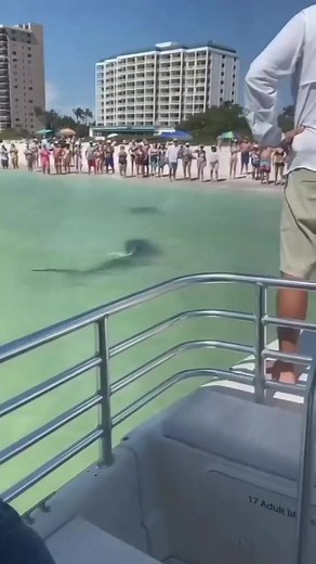 Shark Exploration and Conservation