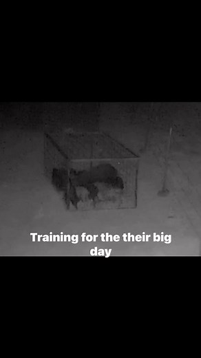 Yes we still use the old tried and true box traps | Central Texas Hog Removal