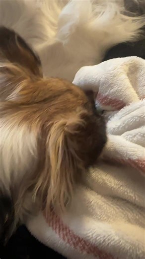 Jen Larsen (@gymkanamomma)’s videos with original sound - JustJatun