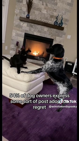 Cats vs Dogs: A Comparison of Pets Preferences