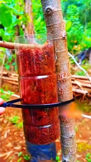 Bottle roots tree, scissors cut tie for transplant