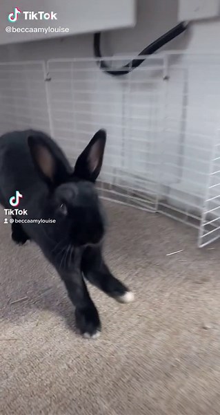 Adorable Singing Bunny Performance