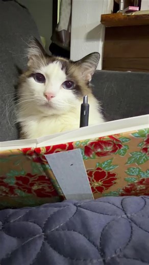 Cute Cat Compilation