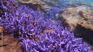 beautiful view of blue lavender and bleached finger branching Staghorn corals surrounds by table corals covered with Coralline algae global warming extreme weather temperature Eutrophication with fish