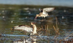 Explore Goan Wildlife at Bhagwan Mahavir Wildlife Sanctuary And Mollem National Park