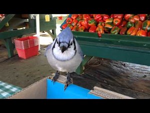 Hungry Blue Jay Eats Tomatoes