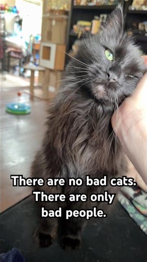 Black cats are not evil #shorts #cat