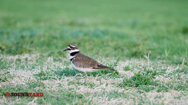 Killdeer in Action | Unique Calls & Ground Behavior Up Close