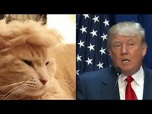'Trump cats' feature felines with crazy hairlines