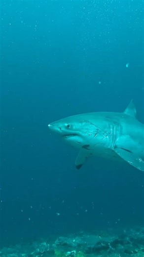 BALI LIVIN' on Instagram: "Spotted: Great White Shark in Nusa Penida! 🦈⁣ ⁣ A rare sighting of a Great White Shark has been reported in the waters of Nusa Penida. While these majestic predators are not common in the area, their presence highlights the importance of marine conservation and the rich biodiversity of Indonesia’s oceans.⁣ ⁣ For those planning to snorkel or dive, always follow safety guidelines and respect marine life. Let’s protect our oceans together! 🌏💙 ⁣ ⁣ ⁣ 🎥 @foffo4⁣ ⁣ ⁣ #Mar