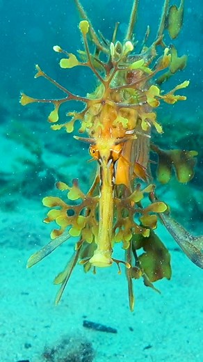 🎥 💭: Kenzo Kiren (IG // kenzokiren) Introducing the Leafy Seadragon 🍃🐉 You can see where it gets its name! These are found only in the southern waters of Australia in near-freezing water. We nearly got hypothermia diving with them but it was well worth it! They’re related to the pipefish family along with the seahorse and typically grow as big as 8-10 inches. Unfortunately, Leafy Seadragons are now endangered. From man-made threats like being caught by collectors or being used for medicine t