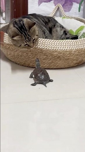 A turtle on a skateboard chasing a cat #love #cat #animals #story
