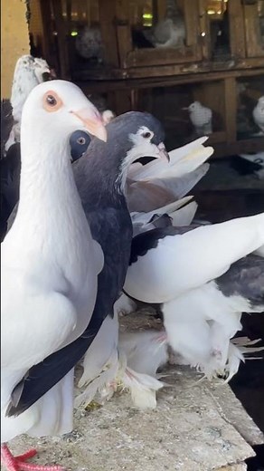 Inside a Pigeon Loft – Quick Tour #pigeons #pigeon