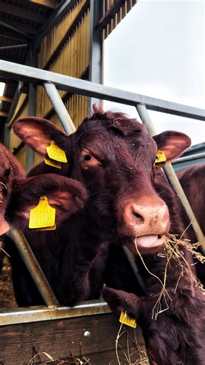 Introducing the Red Poll cows! #cows #beef #farming #livestock #cattle