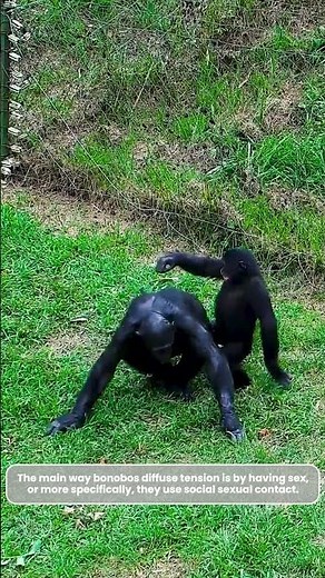 What Is a Bonobo Handshake?