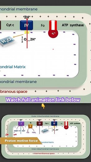 ATP synthesis Oxidative Phosphorylation