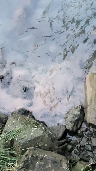 Not a zoo. Not a wildlife park. Not a place you have to spend thousands of dollars to fly into. Just little Haines Alaska and epic scenery, wildlife, and authentic Alaska culture and experiences that are unique and special. Visit anytime. #hainesalaska #alaska #alaskavibes #epicbears #amazingwildlife #wildlifephotography #epicalaska #amazingdestination #brownbears #alaskastateparks #hainesalaska #wildlife #alaskavibe #alaskatravel #amazinganimals #roadtrips