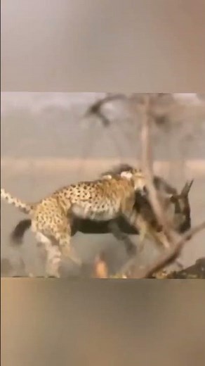 Wildebeest's Final Sprint: Cheetah Strikes in Seconds! ⚡🐆 #Wildlife #SavageNature