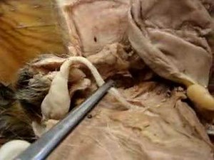 Male Cat's Reproductive Organs *more info*