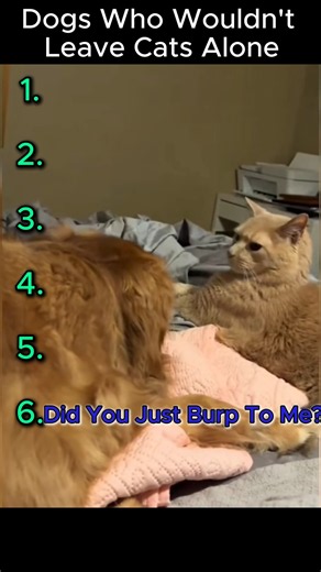 Dogs who wouldn't leave cats alone