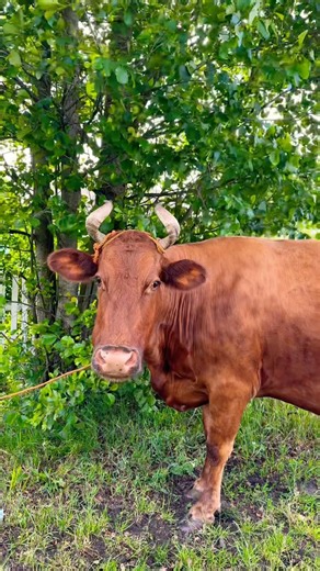 Animal planet #cow #top