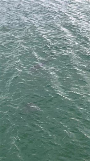 3 comments | Sharkys at Venice, FL | Lisa Carley Dale | Facebook