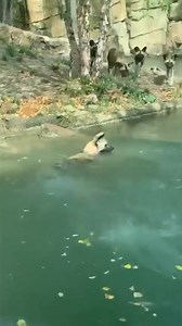 157K views · 3.8K reactions | Pool day! | Cincinnati Zoo & Botanical Garden | Facebook