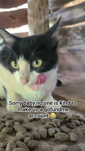 sorry baby💔,no one is kind to make us a gofundme account 😭😭🙏#scotland #finland #cat #usa #kitten