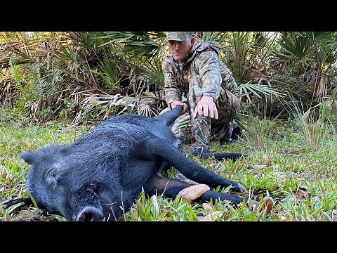 Wild Boar Hunting with 6.5 Creedmoor {Catch Clean Cook} Slow Roasted Organic Pork Ham
